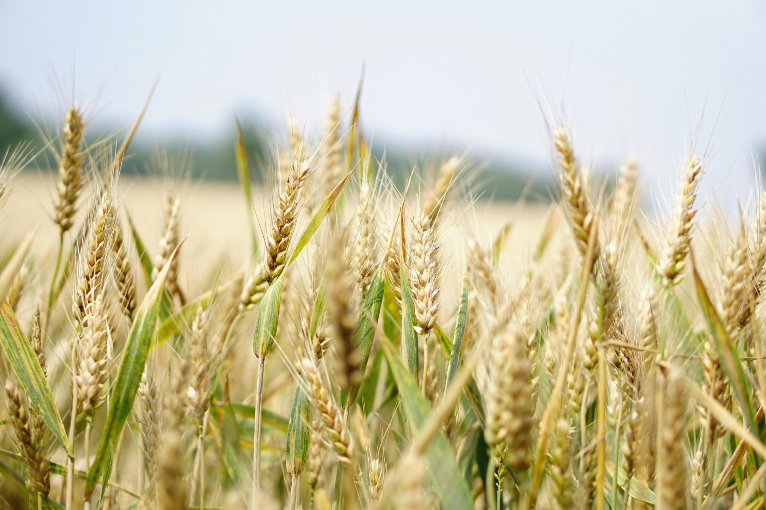 The Hearing in the Hay (Mk 2:23-28)